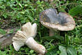 Russula nigricans (Bull.)Fr.