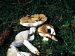 Russula ochroleuca (Pers.)Fr.