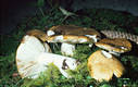 Russula ochroleuca (Pers.)Fr.