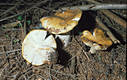 Russula ochroleuca (Pers.)Fr.