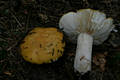 Russula ochroleuca (Pers.)Fr.