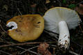 Russula ochroleuca (Pers.)Fr.