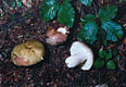 Russula olivacea (Schaeff.)Pers.