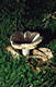 Russula olivacea (Schaeff.)Pers.