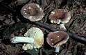 Russula olivacea (Schaeff.)Pers.