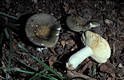 Russula olivacea (Schaeff.)Pers.