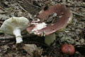 Russula olivacea (Schaeff.)Pers.