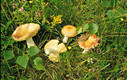 Russula paludosa Britz.