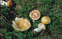 Russula paludosa Britz.