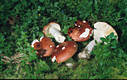 Russula paludosa Britz.