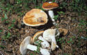 Russula paludosa Britz.