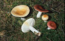 Russula paludosa Britz.