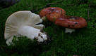 Russula paludosa Britz.