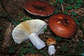 Russula paludosa Britz.