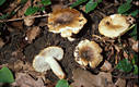 Russula pectinatoides Peck