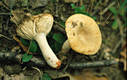 Russula pectinatoides Peck