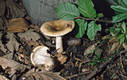 Russula pectinatoides Peck