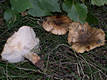 Russula pectinatoides Peck