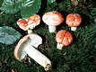 Russula persicina Krbh.em.Melz.& Zv.