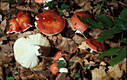 Russula persicina Krbh.em.Melz.& Zv.