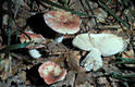 Russula persicina Krbh.em.Melz.& Zv.