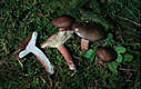 Russula queletii Fr. in Qul.