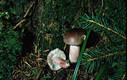 Russula queletii Fr. in Qul.