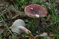 Russula queletii Fr. in Qul.