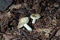 Russula raoultii Qul.