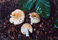 Russula risigallina (Batsch)Kuyp. & van Vuure