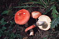Russula rosea Pers.