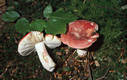 Russula rosea Pers.