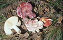 Russula rosea Pers.