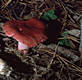 Russula sanguinaria (Schum.)S.Rauschert