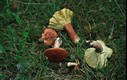 Russula sanguinaria (Schum.)S.Rauschert