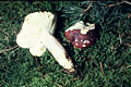 Russula sardonia Fr.em.Rom.