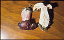 Russula sardonia Fr.em.Rom.