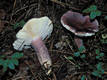 Russula sardonia Fr.em.Rom.