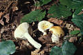 Russula solaris Ferd.& Winge