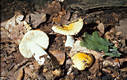 Russula solaris Ferd.& Winge