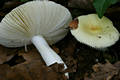 Russula solaris Ferd.& Winge