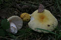 Russula solaris Ferd.& Winge