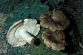 Russula sororia (Fr.)Romell ss.Boud.,Romagn.