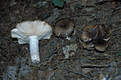 Russula sororia (Fr.)Romell ss.Boud.,Romagn.