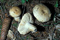 Russula subterfurcata Romagn.