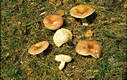 Russula vesca Fr.