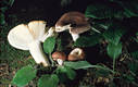 Russula vesca Fr.