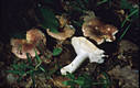 Russula vesca Fr.