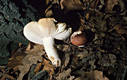 Russula vesca Fr.