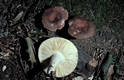 Russula vesca Fr.